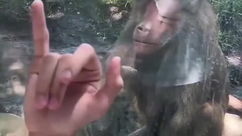 Top 15 monkey moments 🐒