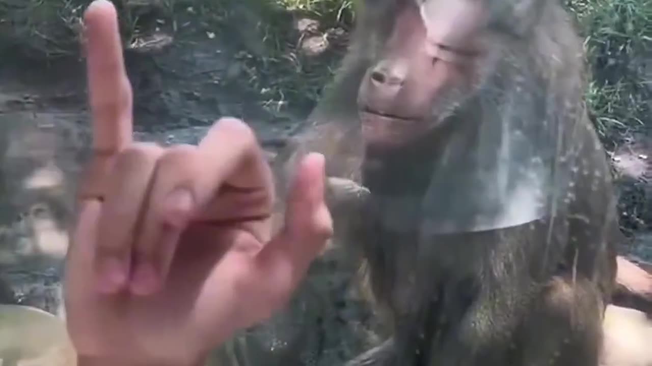 Top 15 monkey moments 🐒