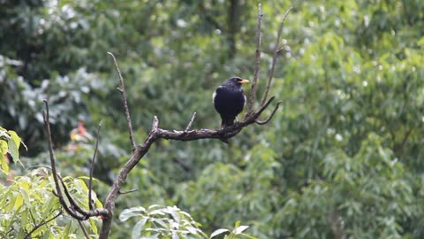 Bird watching in the forest