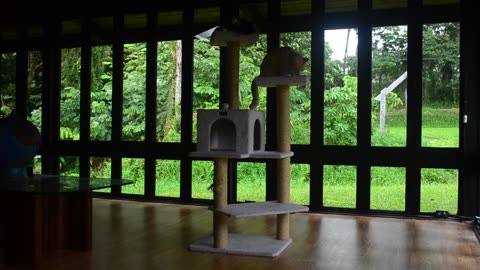 The Cat Tower In Leilani Estates