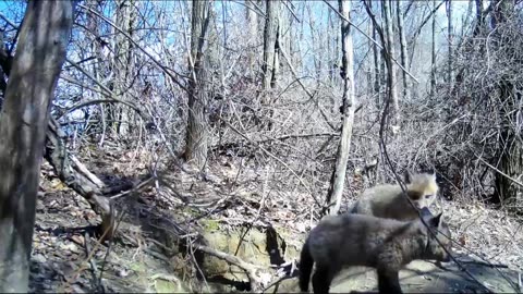 Fox Cubs