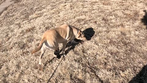 🐶Dog at the park🐾