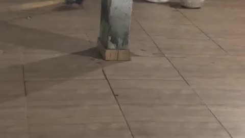 Brave Men Find a Mouse