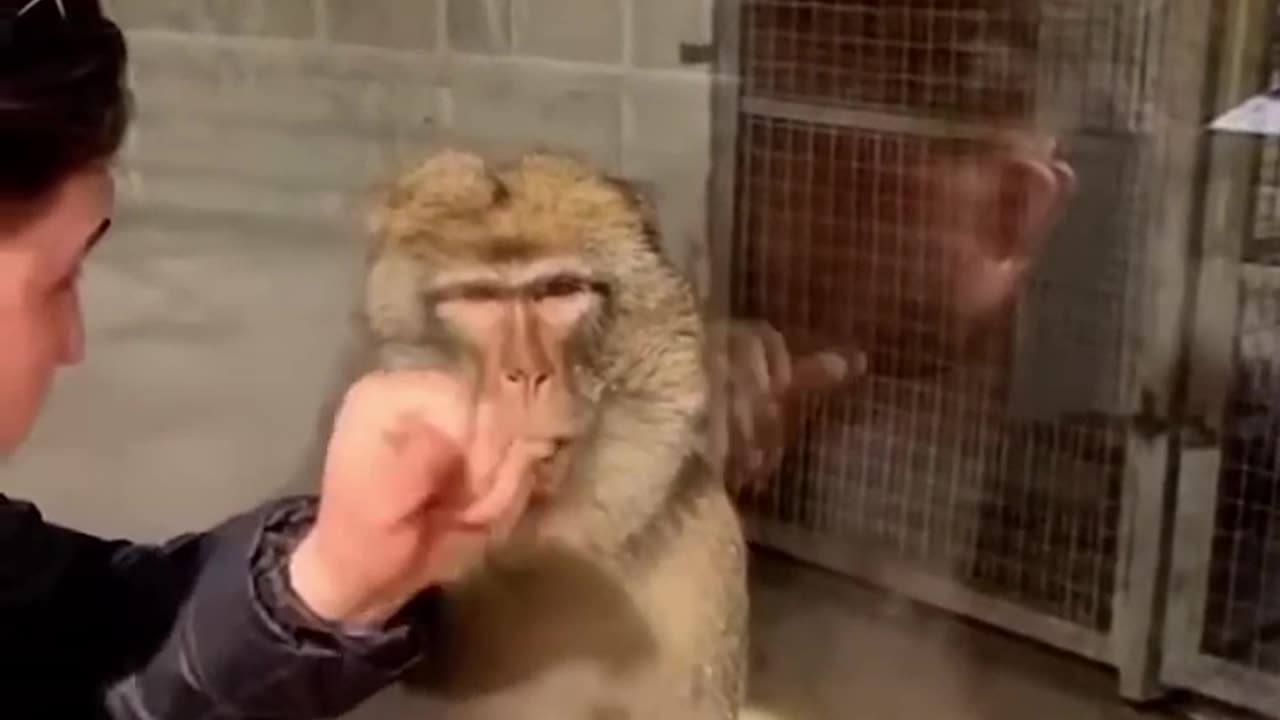 Funny Monkey