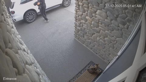 Security Footage of a Cat Chasing a Bird
