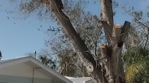 Christian owned and operated professional tree service using ropes to remove dangerous limbs