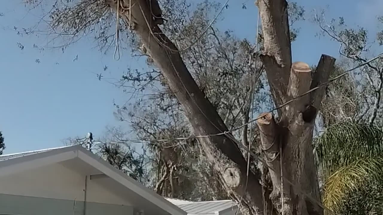 Christian owned and operated professional tree service using ropes to remove dangerous limbs
