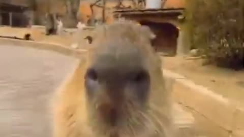 A Capybara Song
