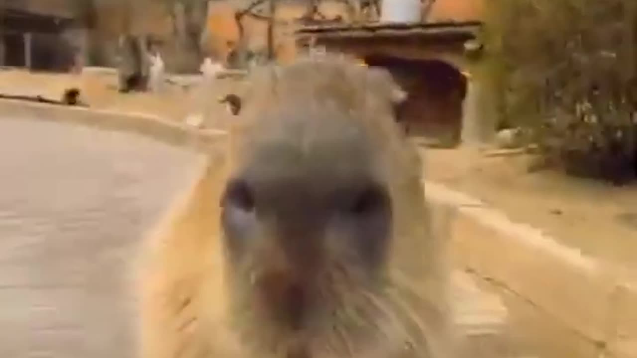 A Capybara Song