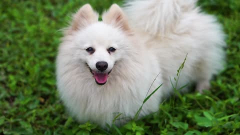 Cats and Dogs are Playing