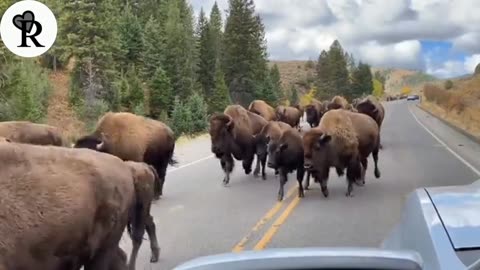 Buffalo Stampede In Yellowstone