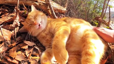 lovely cat video| Cat Lovers