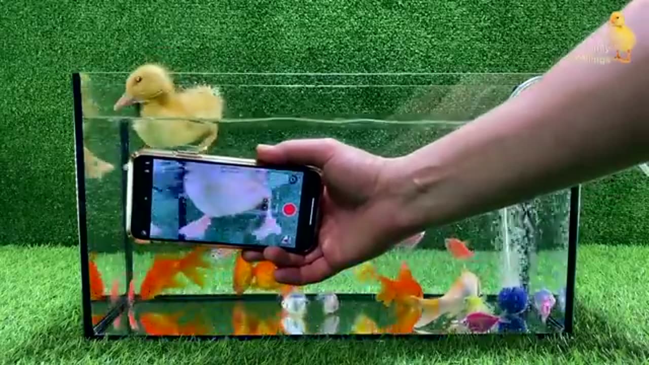 Baby_Duck_Duckling,_Goldfish,_Koi_Carp_Fish_-_cute_baby_animals_videos