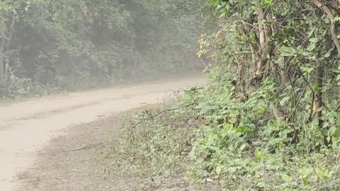 Elephant Chases the Safari Vehicle