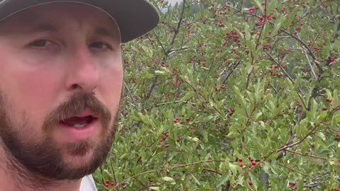 Identifying ChokeCherry #nature #fruit #garden
