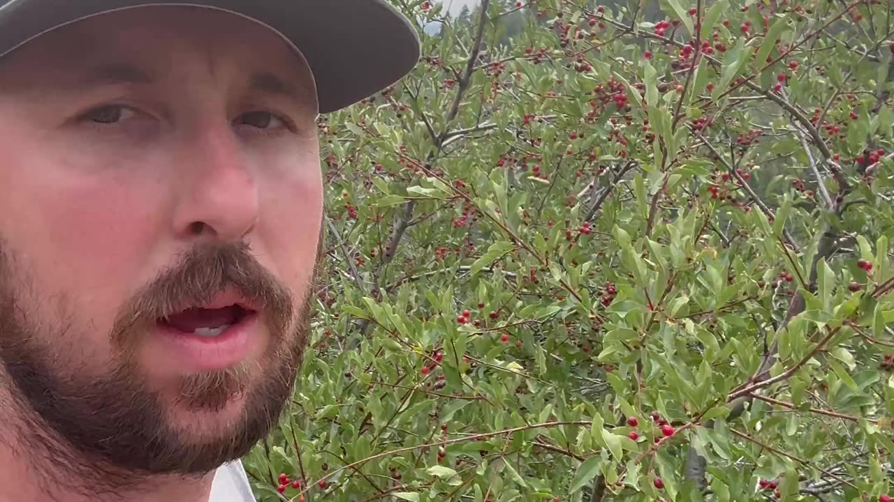 Identifying ChokeCherry #nature #fruit #garden