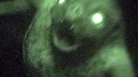 The Others-Non-Human Creatures