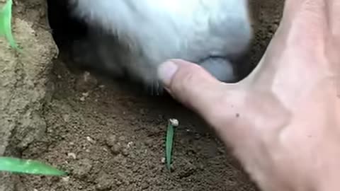 _rabbiteating _rabbit _cute _cuteanimals _pet _pets _short _shorts