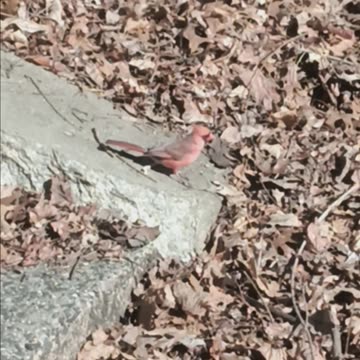 Northern cardinal