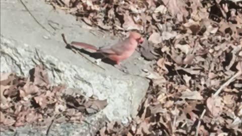 Northern cardinal