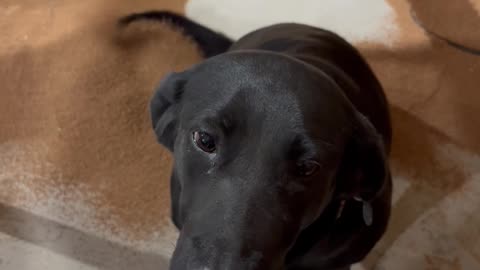 Shop Dog Helpfully Sweeps Cork Dust