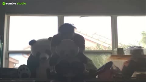 Panda entertainment 🐼