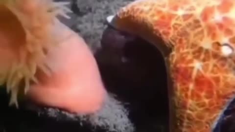 🤯🐳 Watch An Anemone Swiftly Escape A Starfish! | FeedMyCuriosity