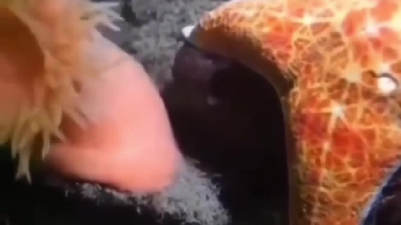 🤯🐳 Watch An Anemone Swiftly Escape A Starfish! | FeedMyCuriosity