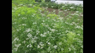 Soothing The Upset Cilantro July 2024