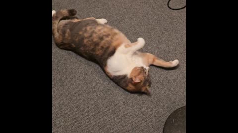 Kitty in the studio.