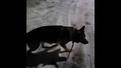 Virgil german shepherd.