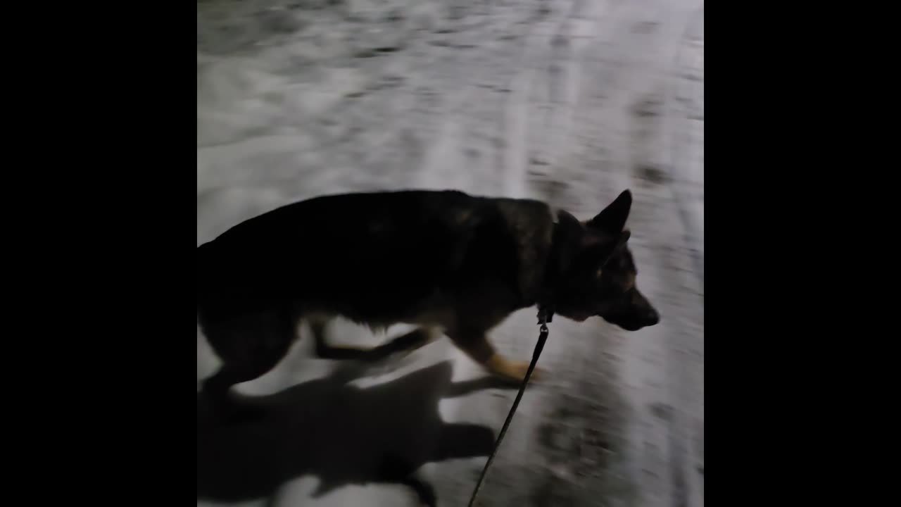 Virgil german shepherd.