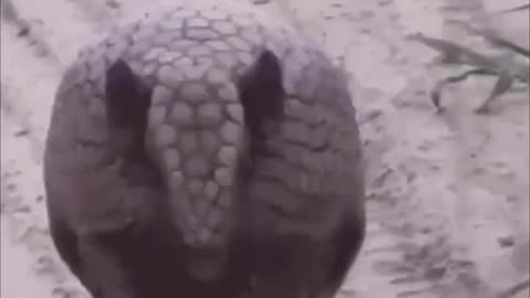 The defense mechanism of an armadillo..