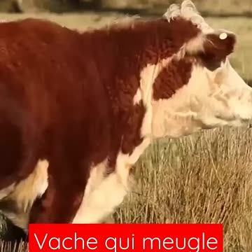 Animal crossing tafounast for sopscrip