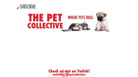 Best Pets of the Week | Funny Pet Videos 2020