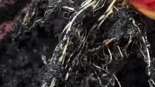 Técnica para plantar macieira