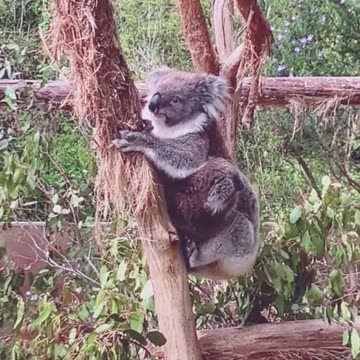 Beautiful koala in Australia 🇦🇺
