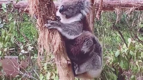 Beautiful koala in Australia 🇦🇺
