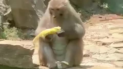 Unlucky Animals