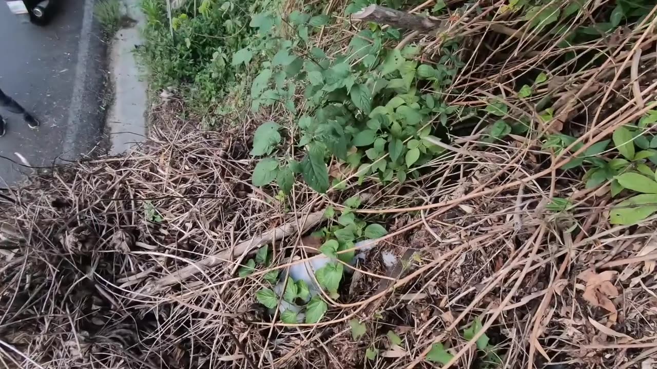 Sloth Rescued From Power Lines