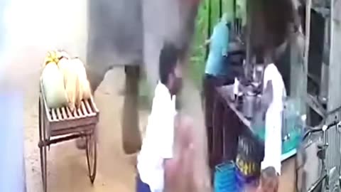 Wild Elephant Suddenly Attacks Tea Stall 😱 #shocking #elephantattack #animalattack