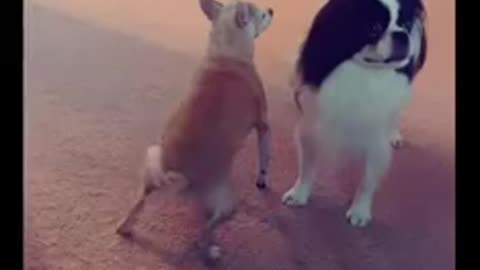 Have you ever seen a twerking dog?