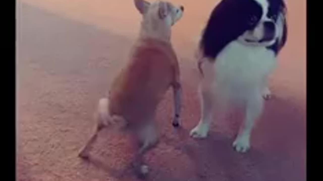 Have you ever seen a twerking dog?