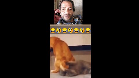 Dog prank on cat funny 😂😂 #rumble