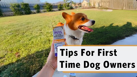 First-time Dog Owner Tips