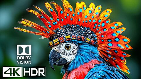 Unbelievable 😮 4K 60fps HDR Dolby Vision 4K Video ULTRA HD