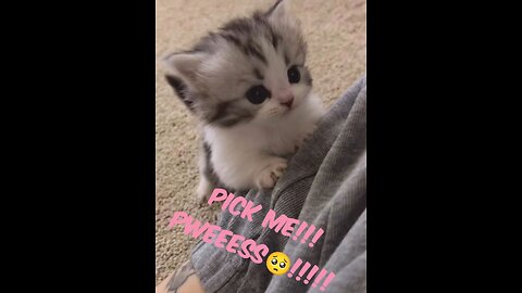 kitty wants you to pick him