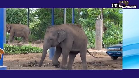 ആനകളെ ഇണ ചേർക്കുന്നതിലെ വെല്ലുവിളികൾ _ Elephant mating kerala _ Elephant attack kerala