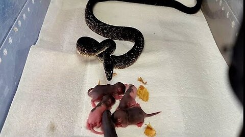 Warning: Rat Snake Devours 6 Rats in Live Feeding