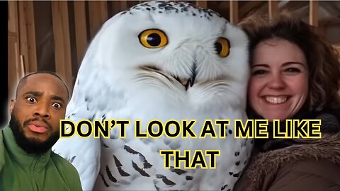 This MEGA Owl's Hoot Will Leave You Stunned